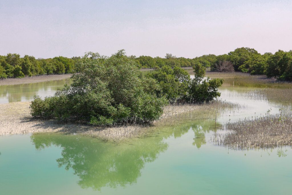 Boardwalk over Jubail Mangrove Park's still green waters