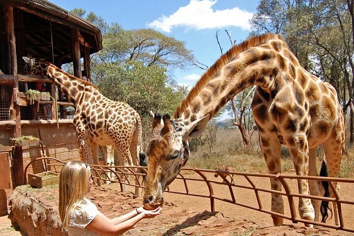 Feeding giraffes at the Giraffe Centre, Nairobi