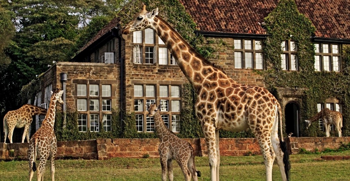 Giraffes at Giraffe Manor in Kenya