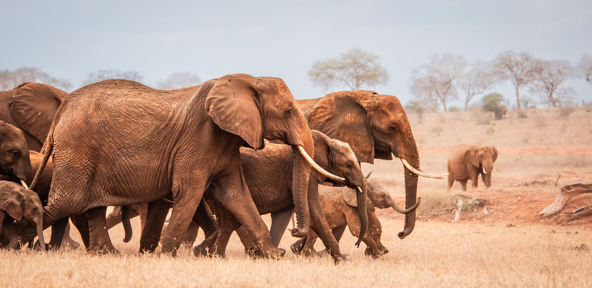 Herd of orphaned elephants at the Sheldrick Wildlife Trust