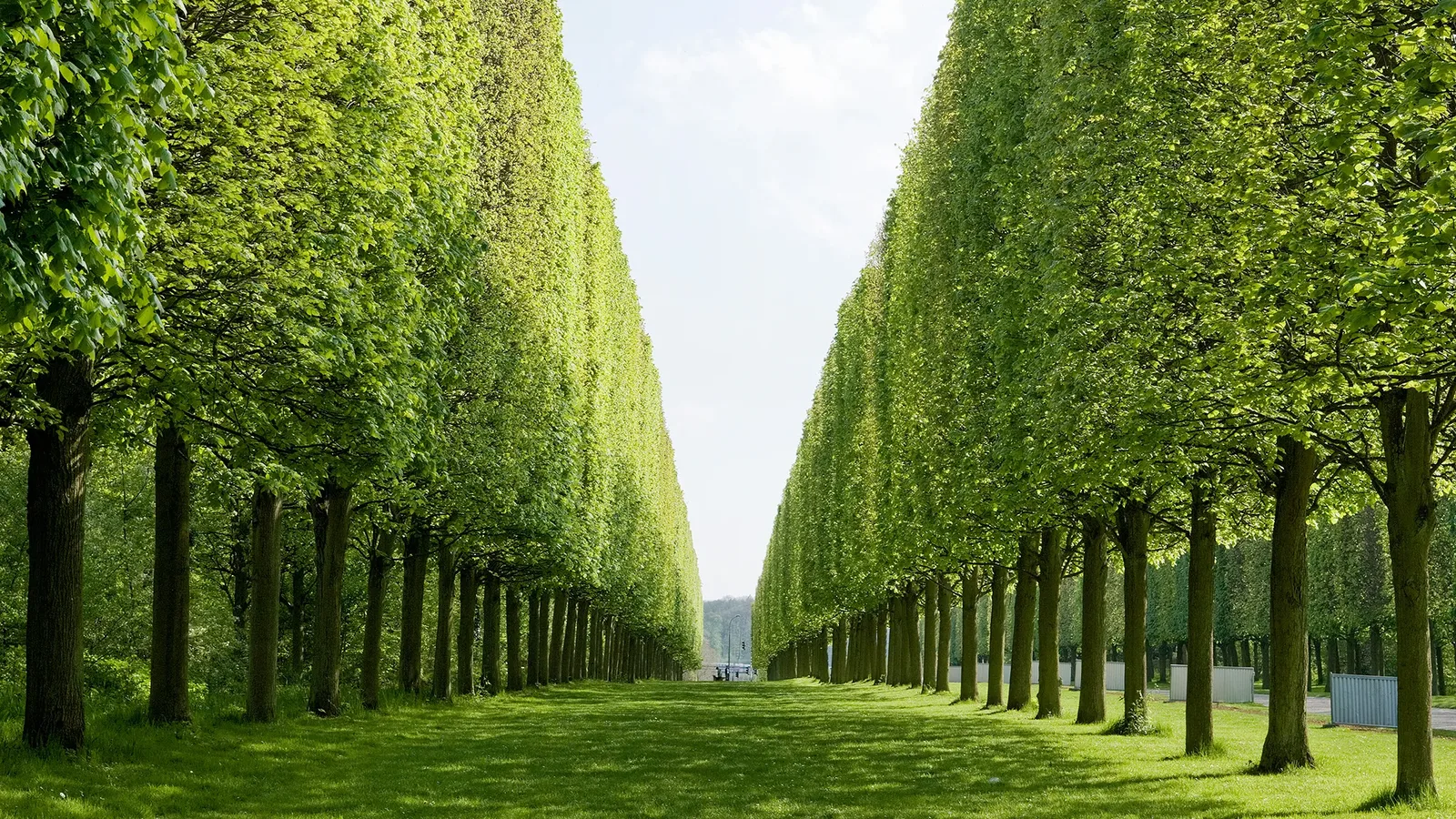 A tree-lined avenue in the Jardin du Luxembourg