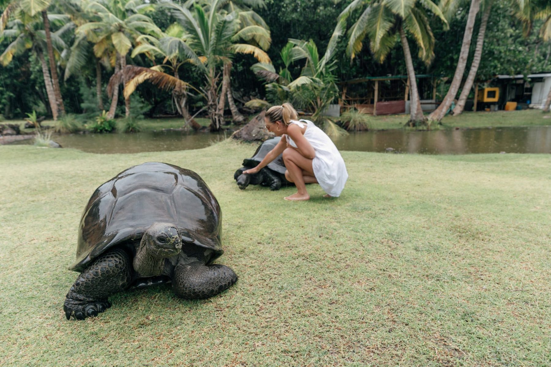 Giant tortoises on Curieuse Island