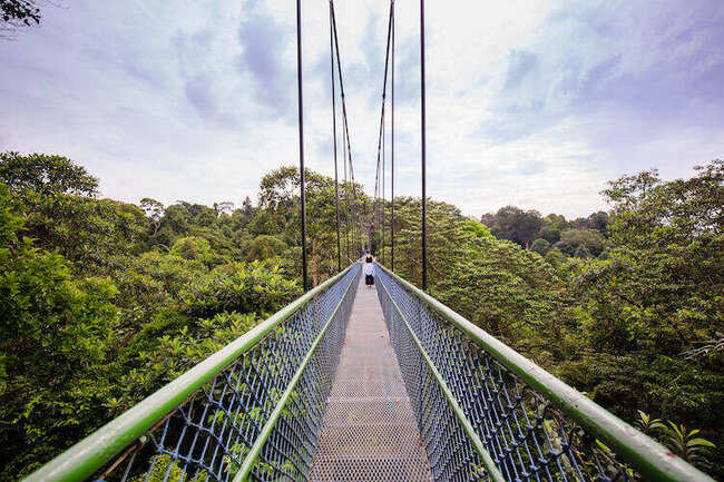 A visitor crossing the MacRitchie TreeTop Walk suspension bridge